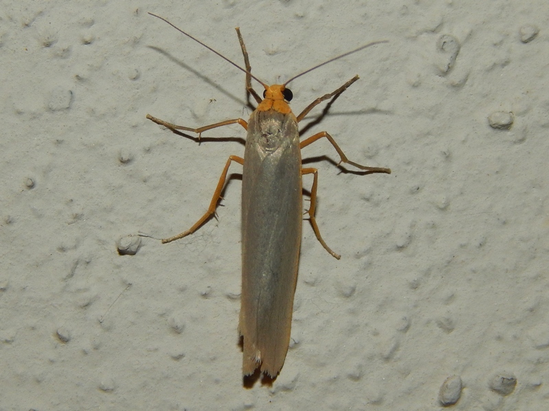 Eilema sp. (Erebidae Arctiinae)